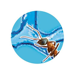 Mini monde des fourmis