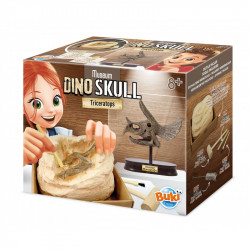 Museum Dino Skull -...