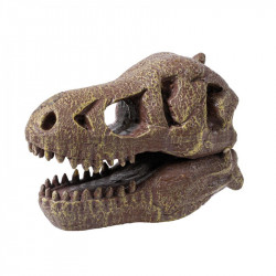 Museum Dino Skull - T-Rex