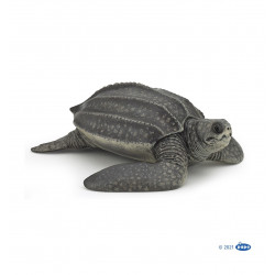 Tortue Luth - Papo
