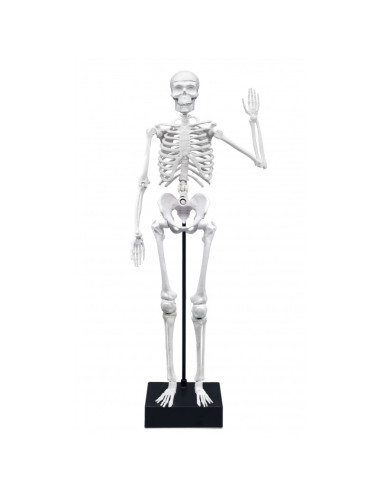 Squelette Humain 45 cm